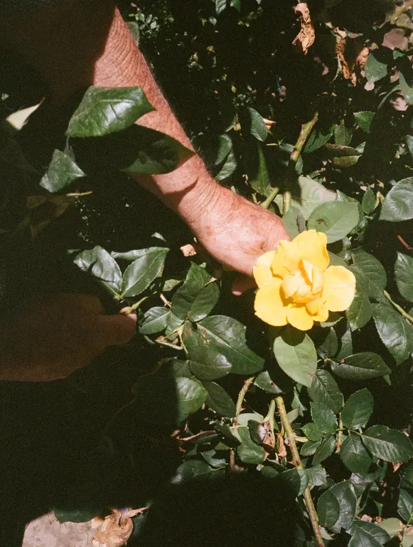 Making Megmstone - Hand picking flowers